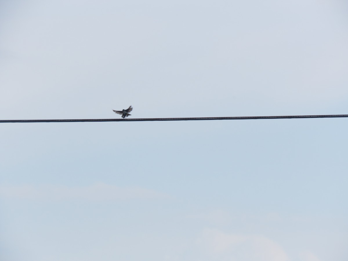 Golondrina Bicolor - ML239314961