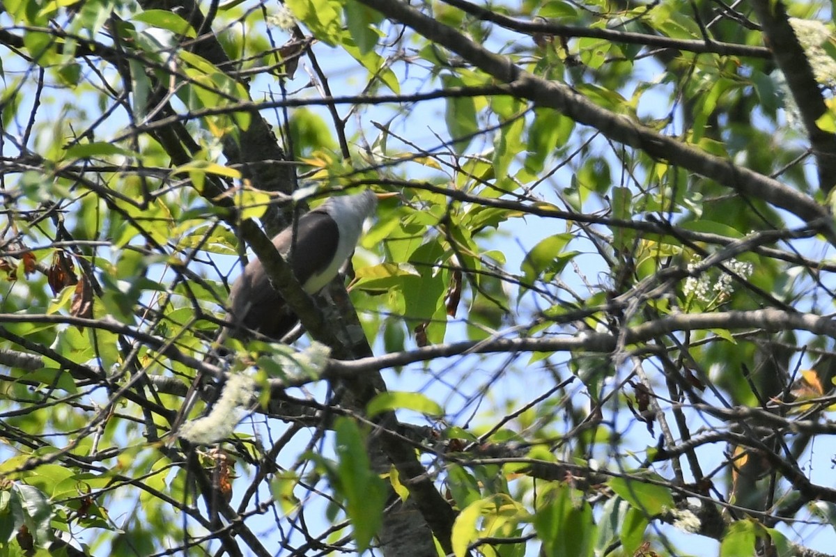 Yellow-billed Cuckoo - ML239315721