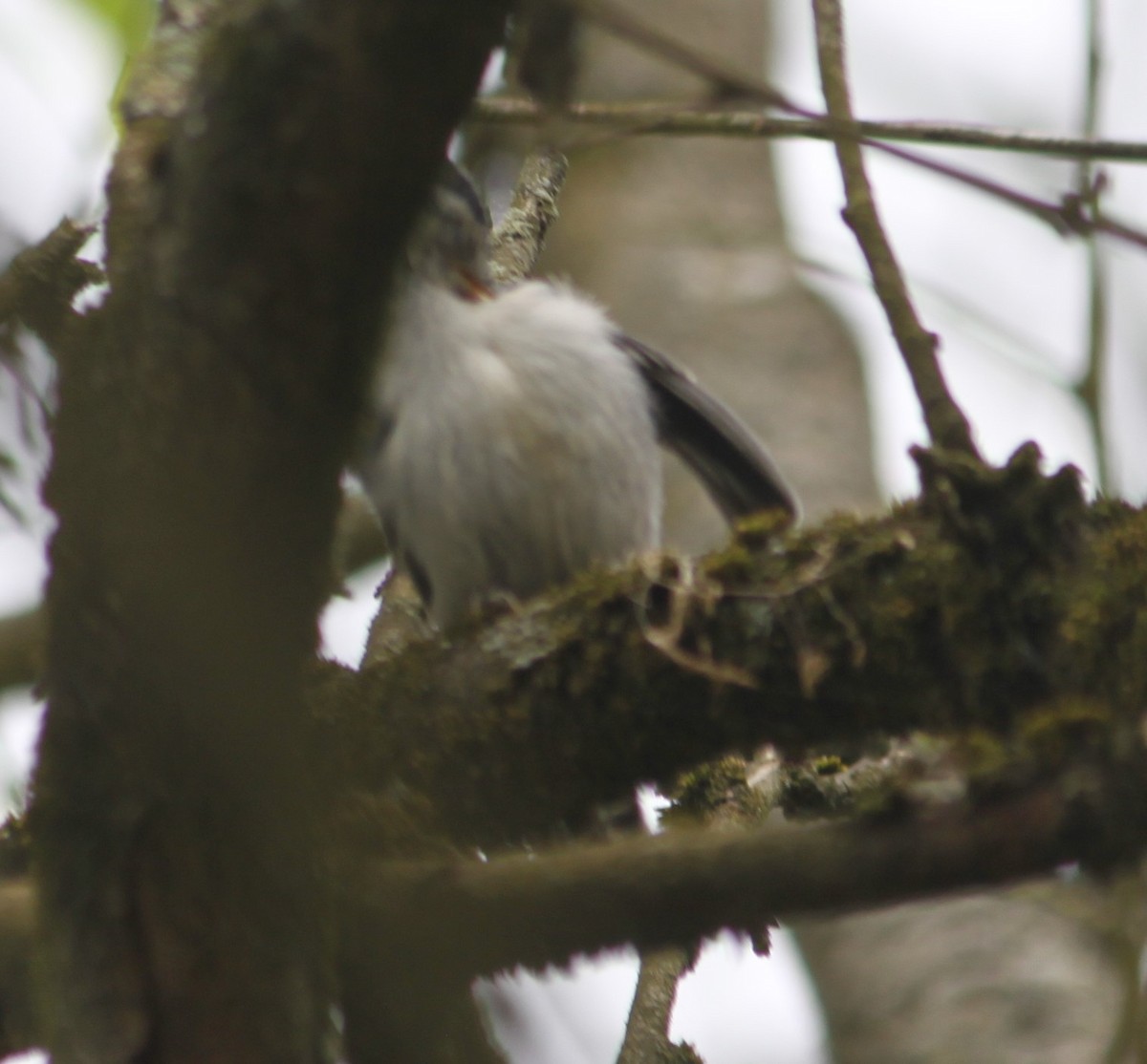 White-breasted Nuthatch - Peter Martin