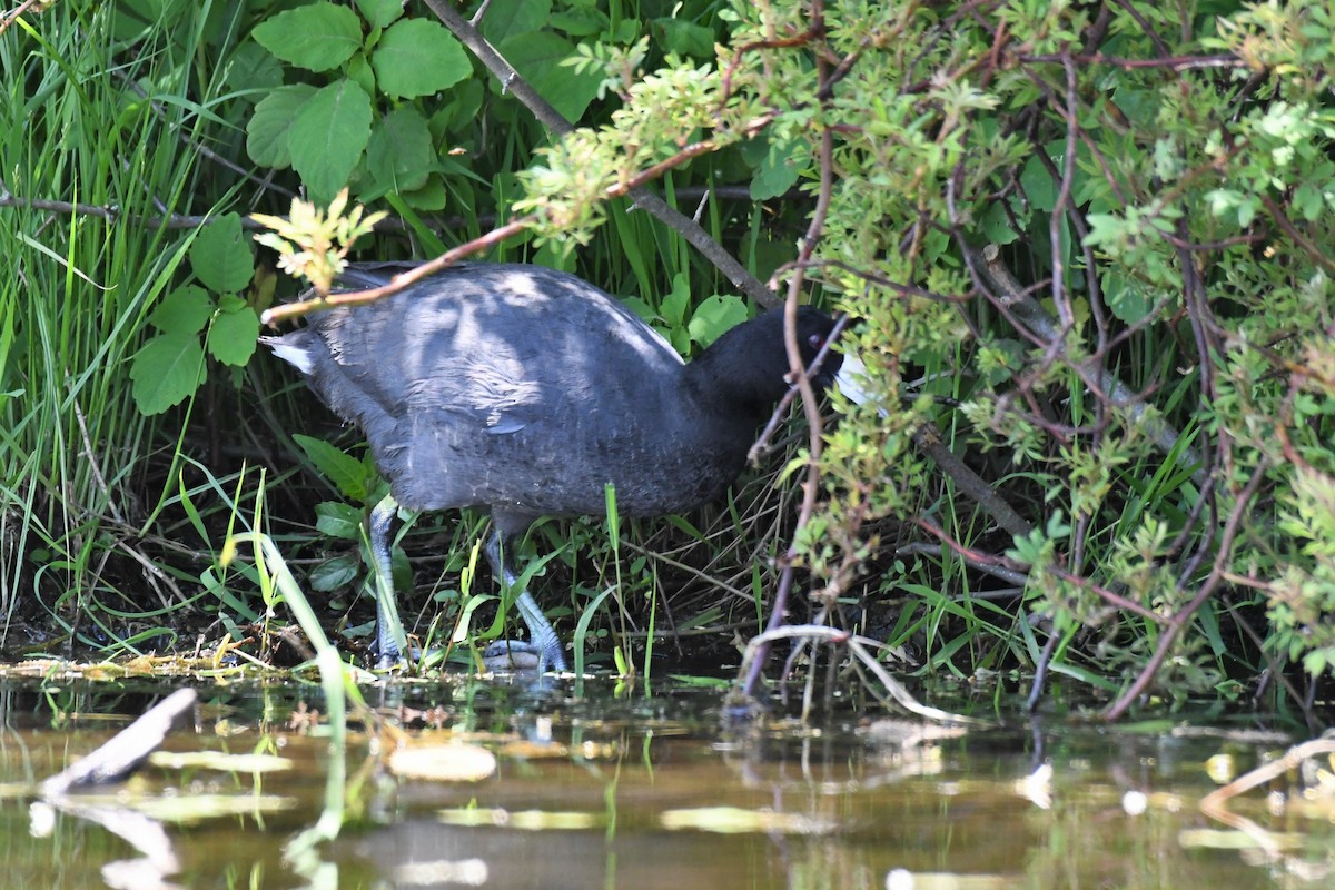 American Coot - ML239316591