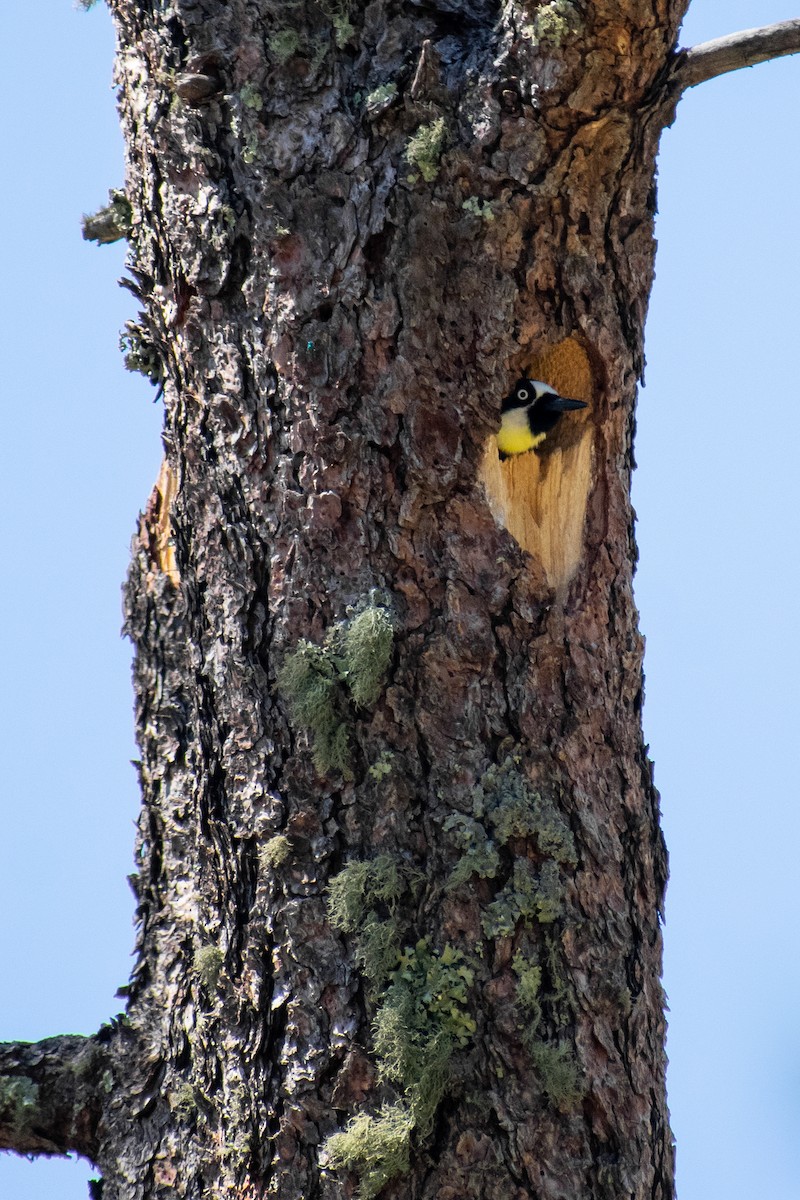 Acorn Woodpecker - Danny Tipton