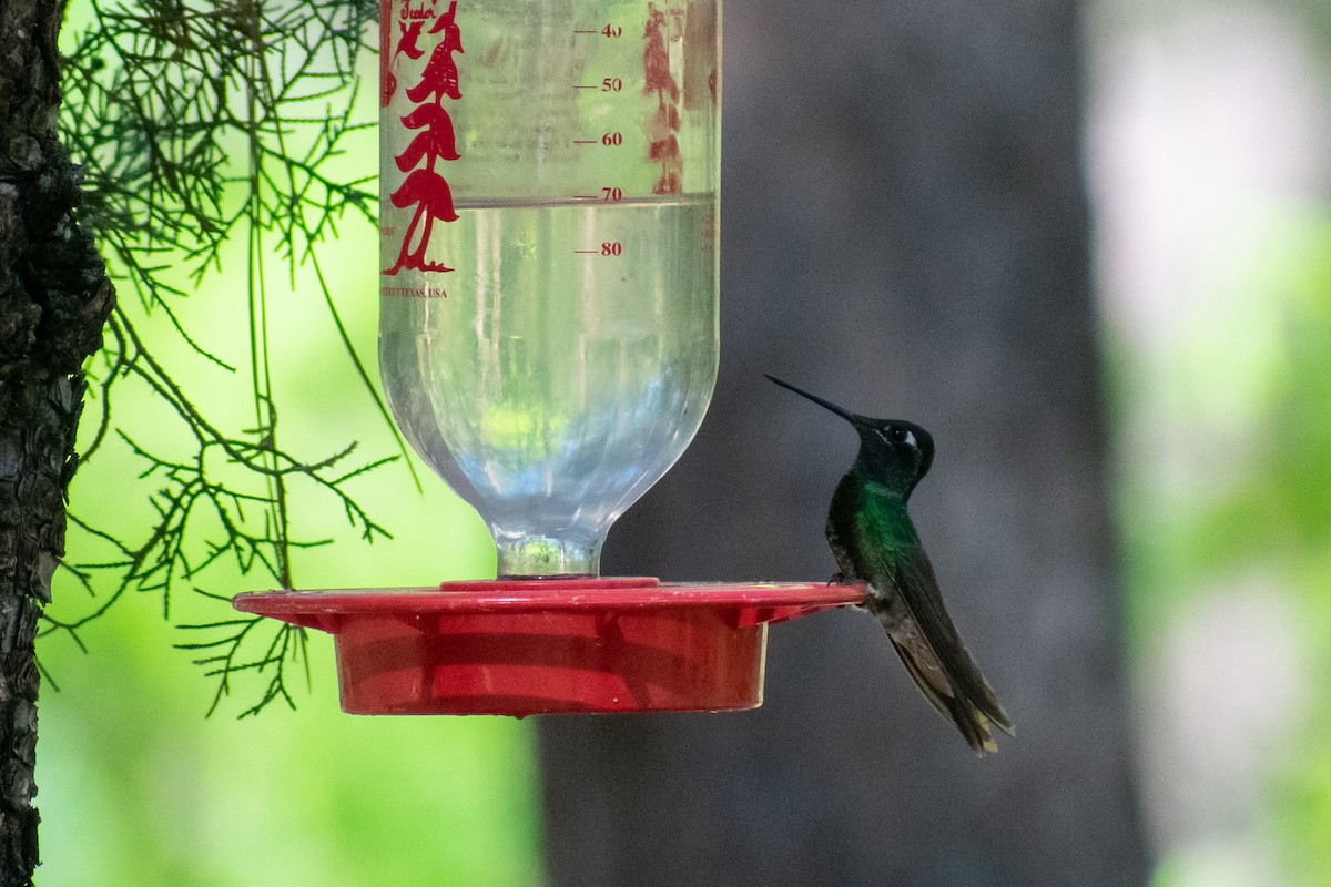 Colibrí Magnífico - ML239317171