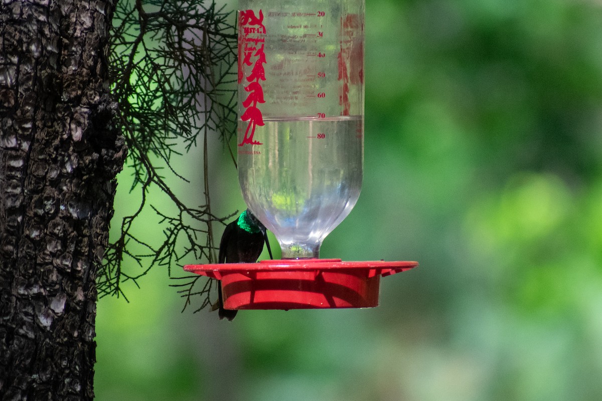 kolibřík skvostný - ML239317211