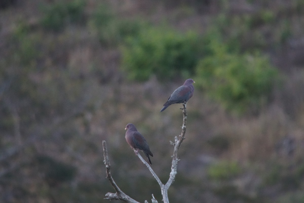 Red-billed Pigeon - ML23931731