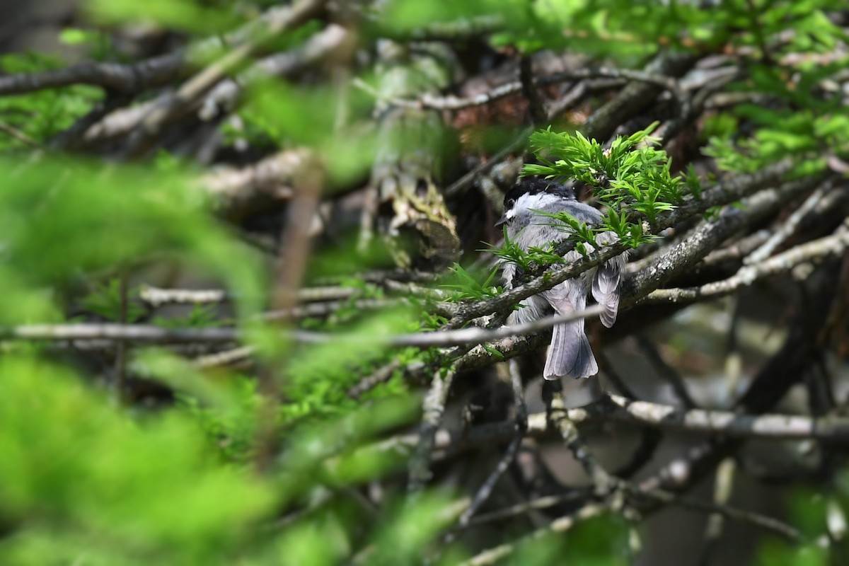 Black-capped Chickadee - ML239317371