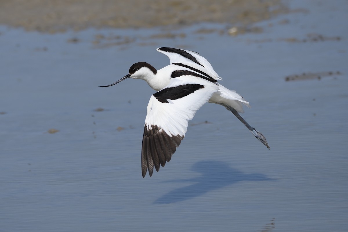 Pied Avocet - Santiago Caballero Carrera