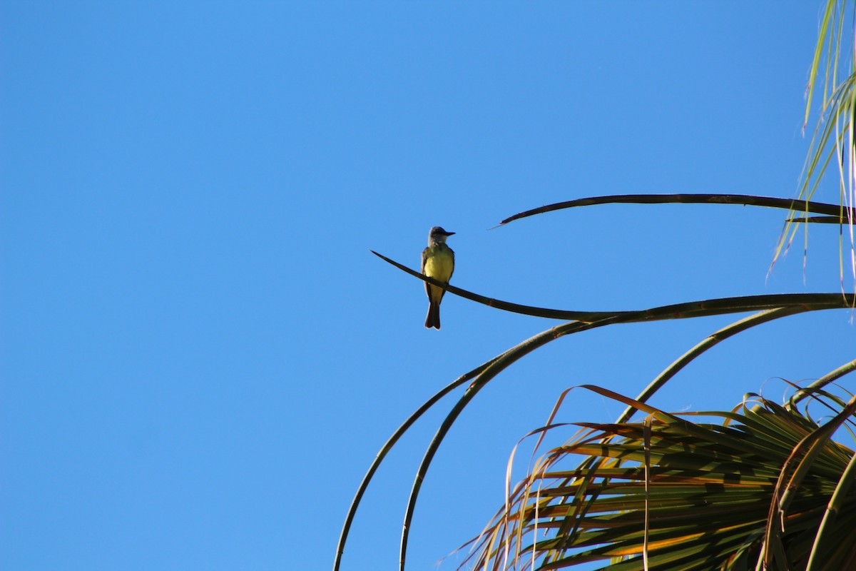 Tropical Kingbird - Eliseo Moreno