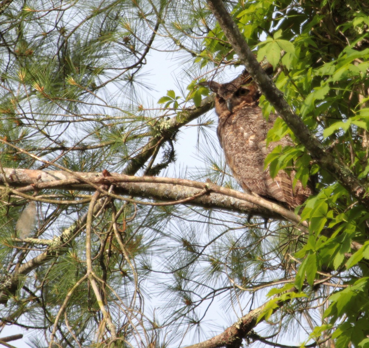 Great Horned Owl - Billie Cantwell