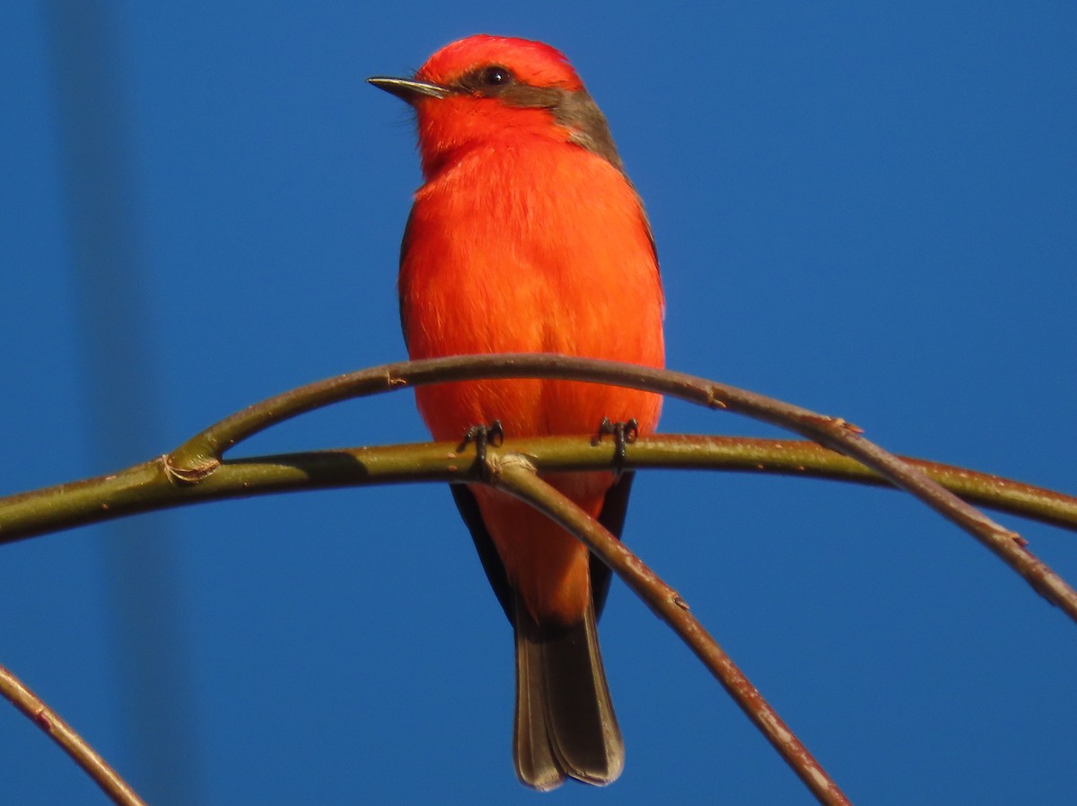 Vermilion Flycatcher - ML239320761