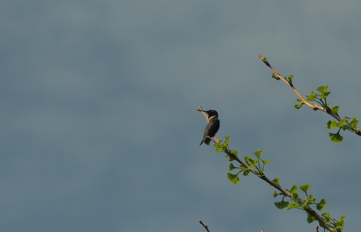 Ruby-throated Hummingbird - Pierre Normand