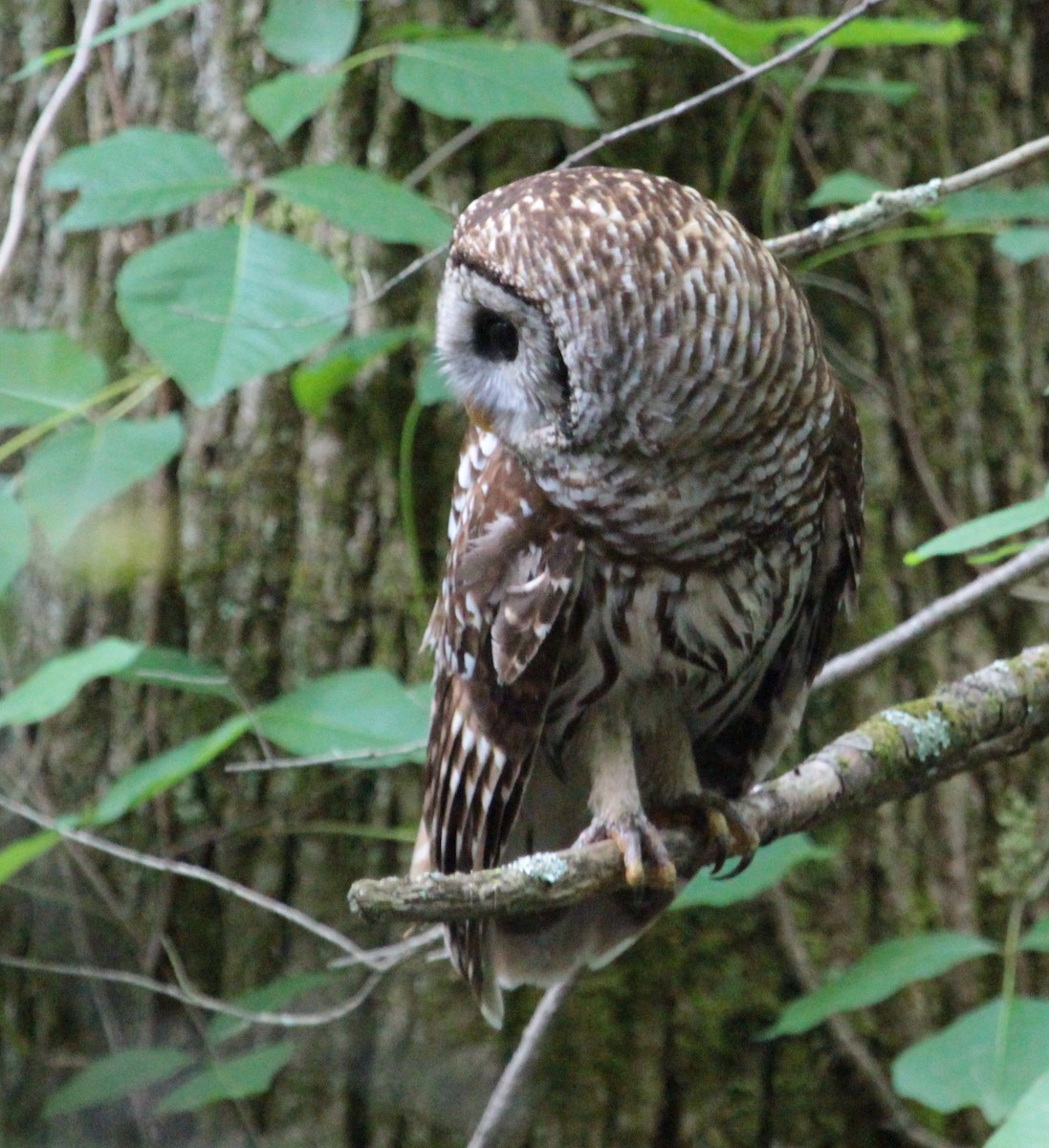 Barred Owl - Billie Cantwell