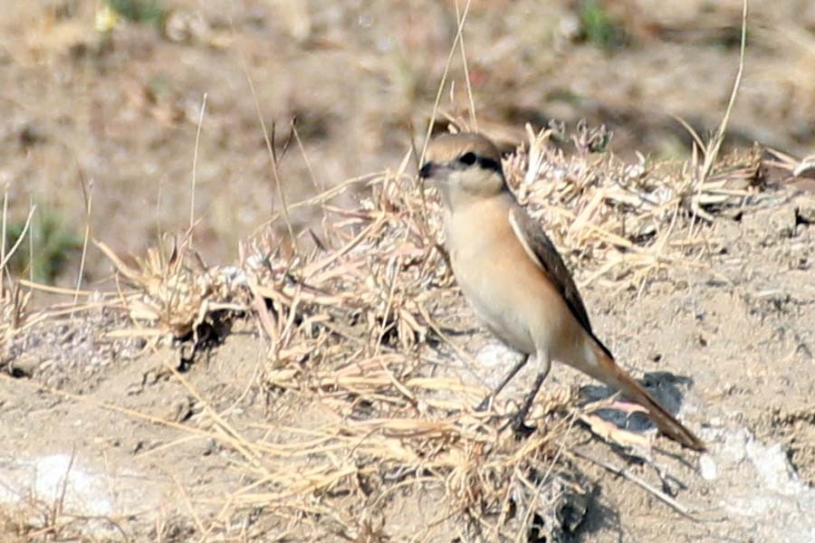 Isabelline Shrike - ML23932151