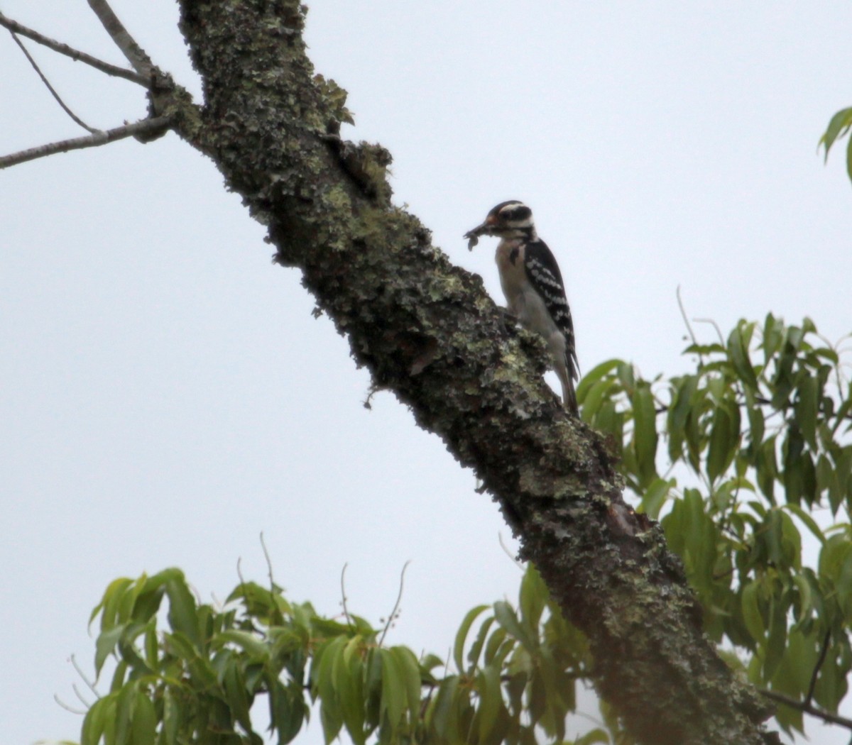 Hairy Woodpecker - Billie Cantwell