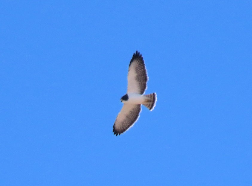 Short-tailed Hawk - ML239322601