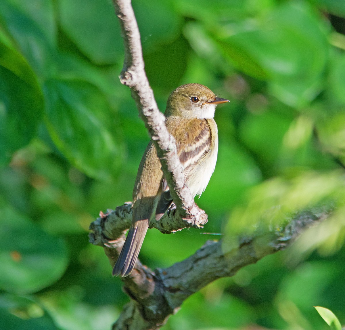 tyranovec olšový/vrbový - ML239322861