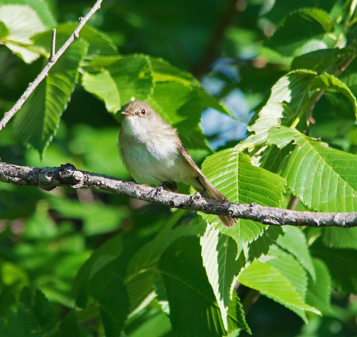 Alder/Willow Flycatcher (Traill's Flycatcher) - ML239322881