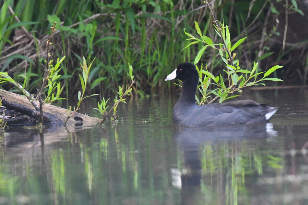 אגמית אמריקנית - ML239323331