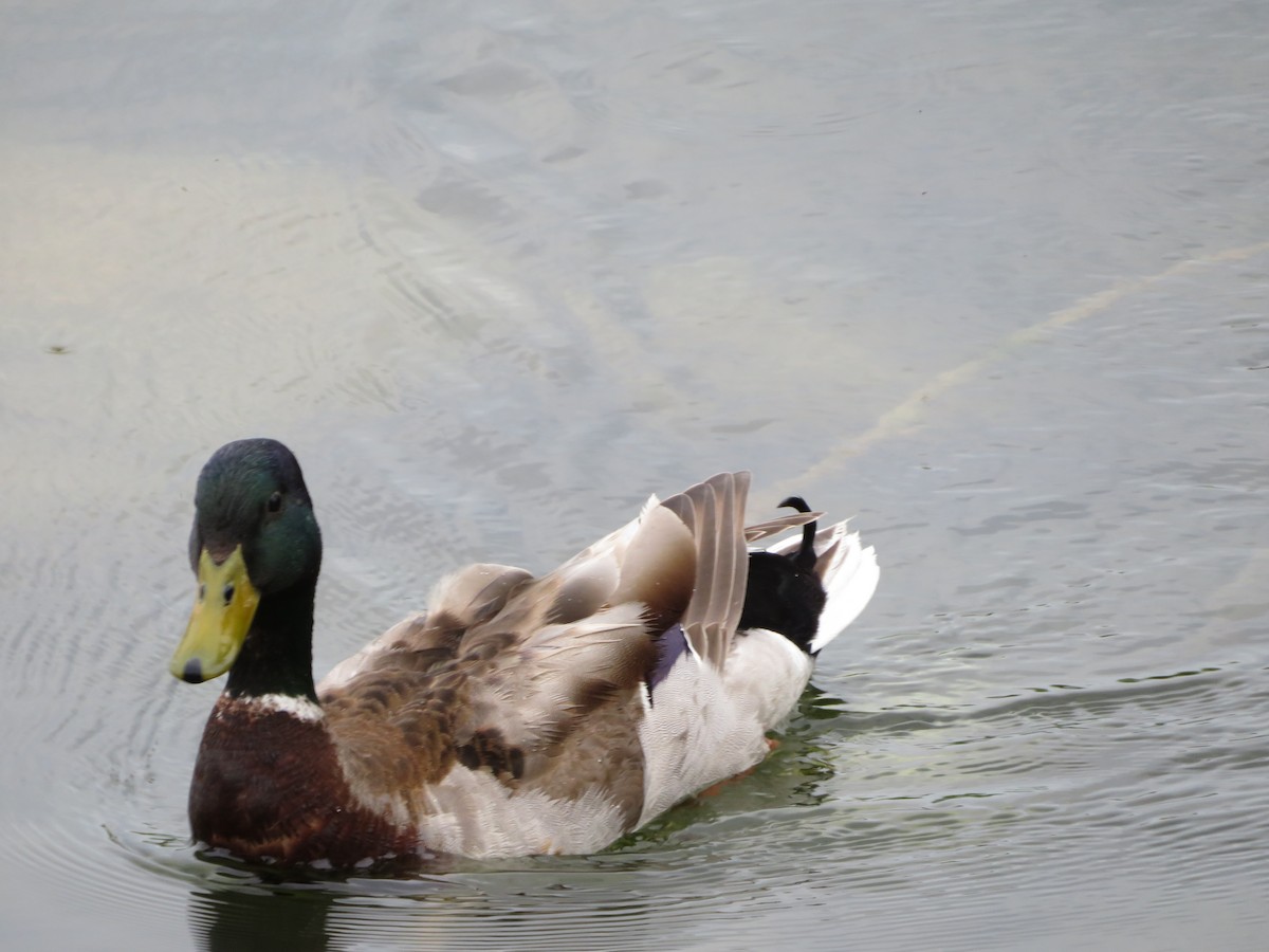 Mallard - Katarzyna Kabacinska