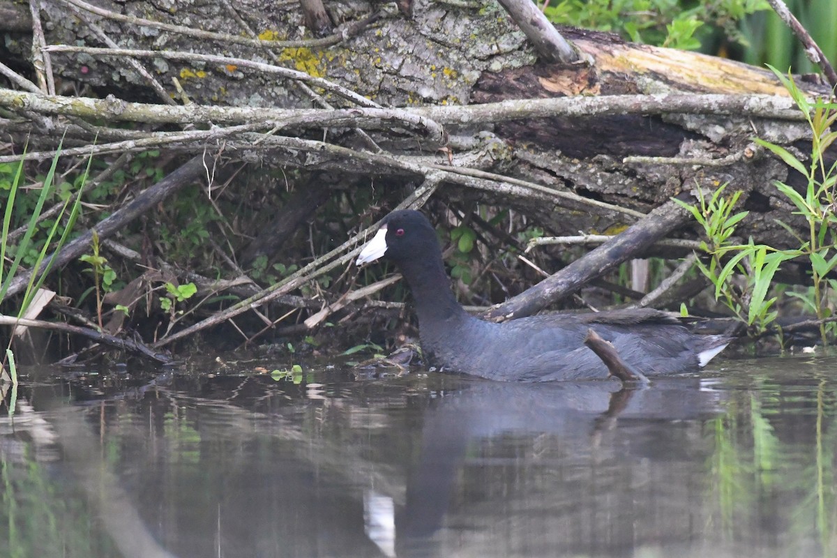 American Coot - Paul Nale