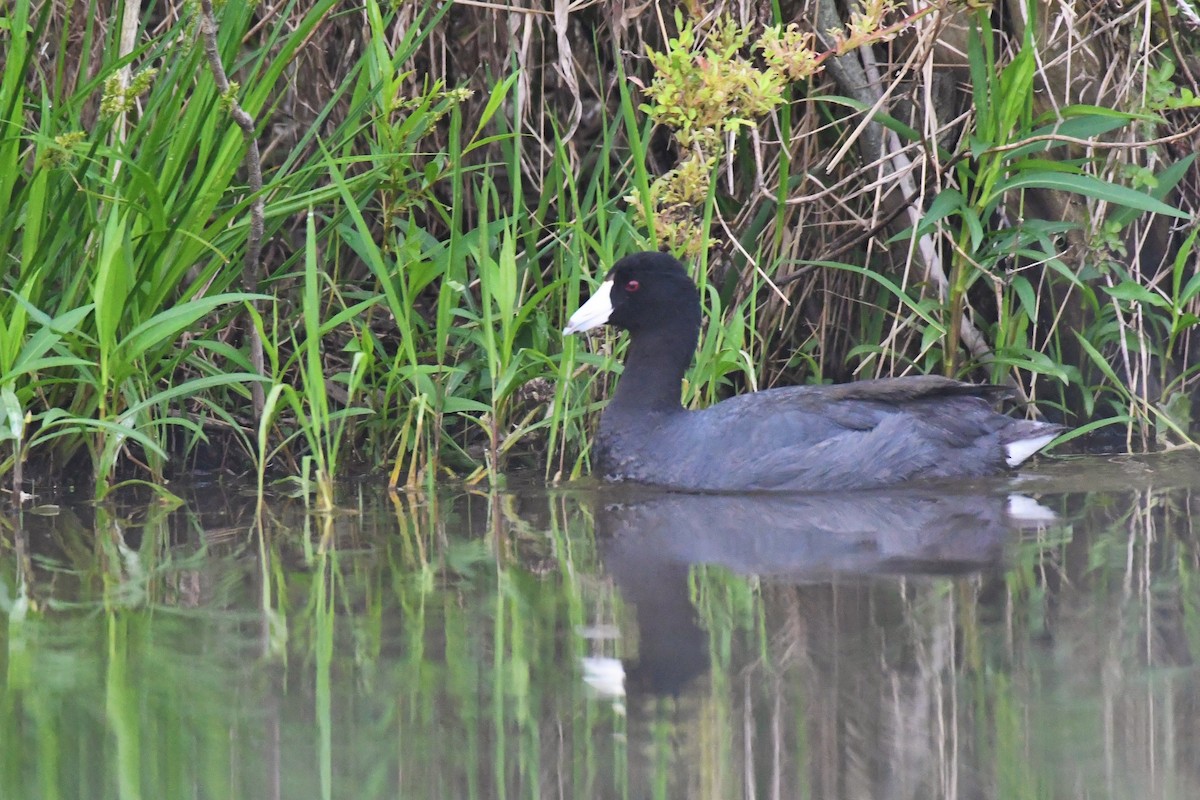אגמית אמריקנית - ML239323441