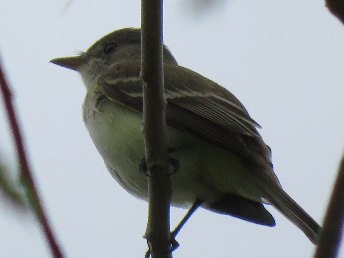 Least Flycatcher - Katarzyna Kabacinska