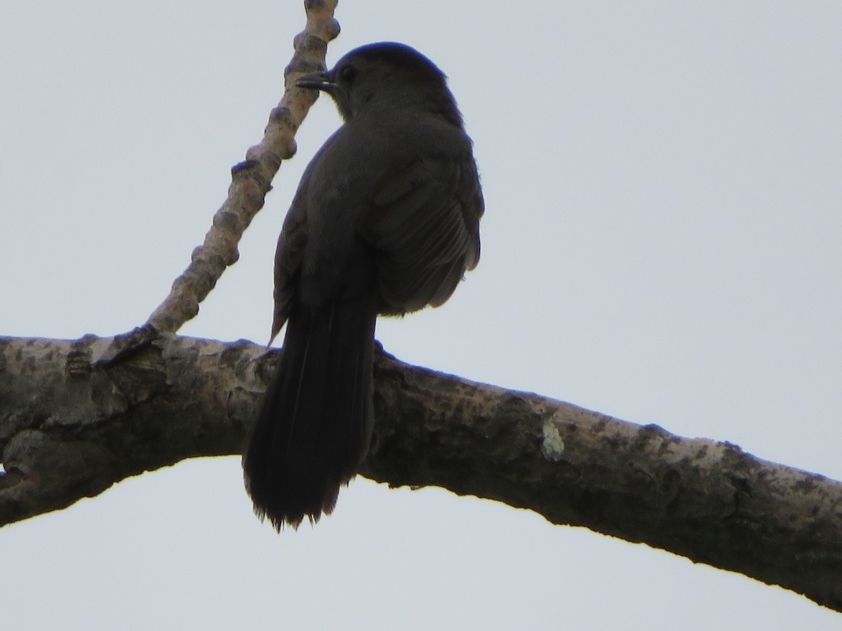 Pájaro Gato Gris - ML239324251