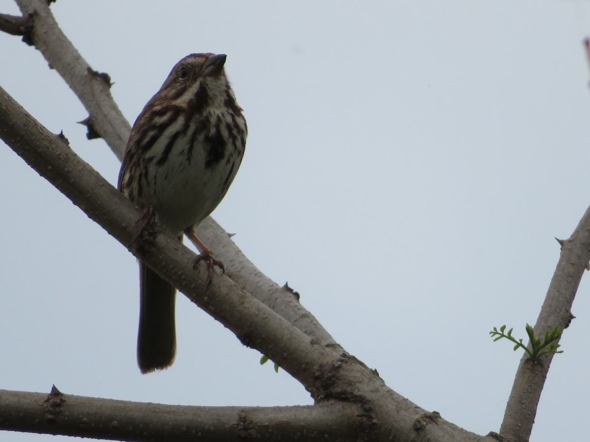 Song Sparrow - Katarzyna Kabacinska