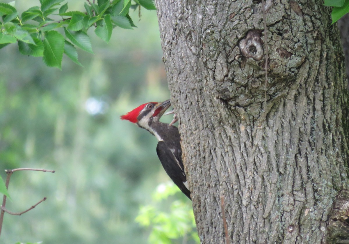 Pileated Woodpecker - ML239325271