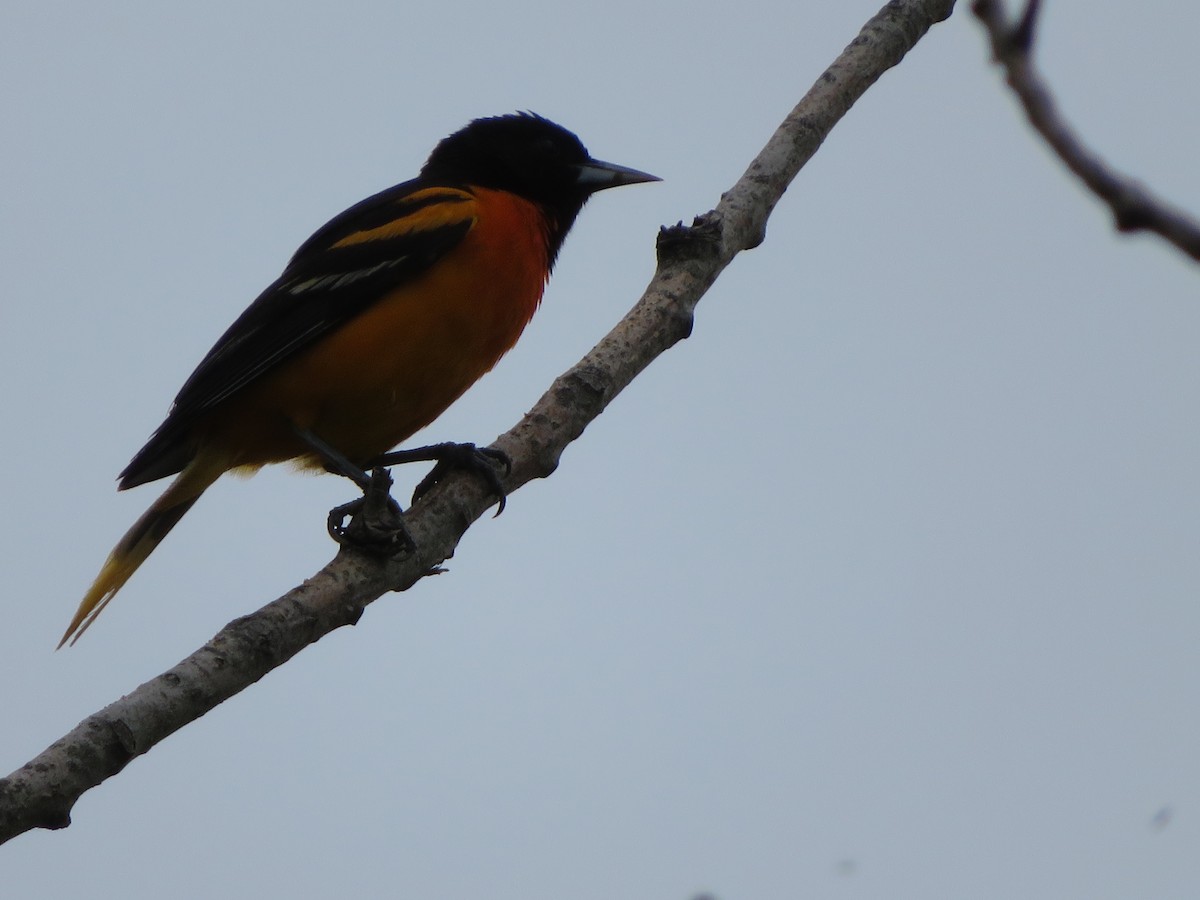 Baltimore Oriole - Katarzyna Kabacinska