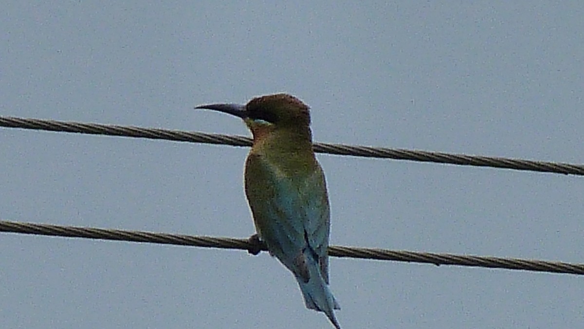Blue-tailed Bee-eater - ML23932561