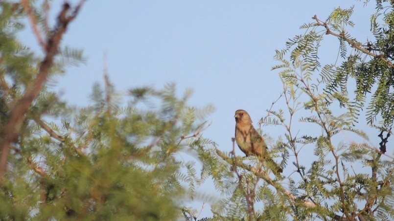 Abert's Towhee - ML239325691