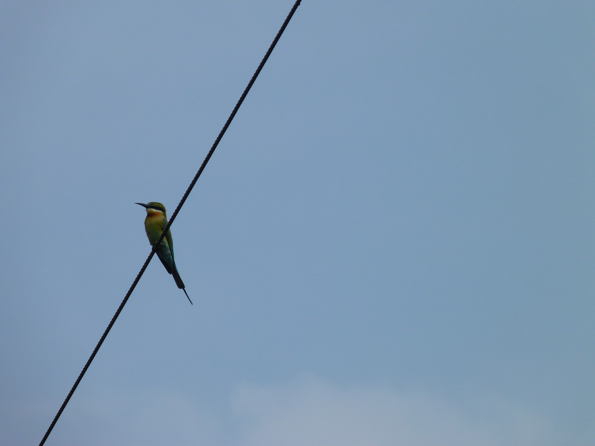 Blue-tailed Bee-eater - ML23932571