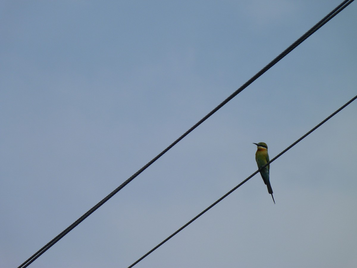 Blue-tailed Bee-eater - ML23932581