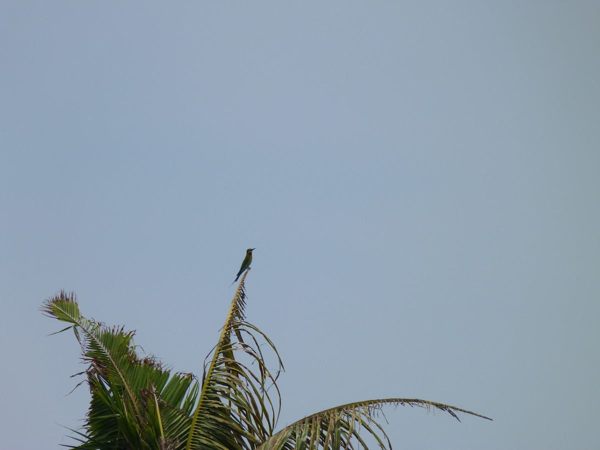 Blue-tailed Bee-eater - ML23932591