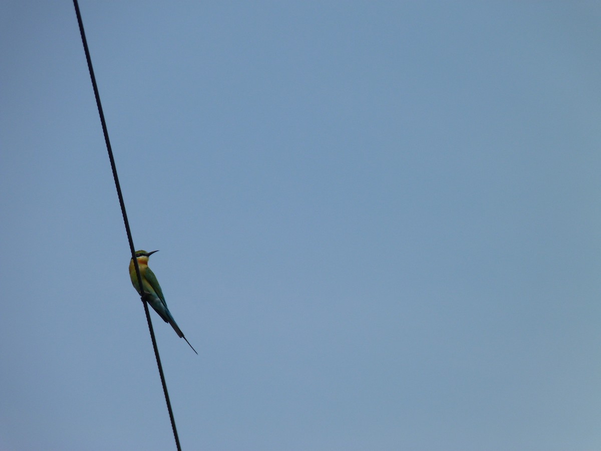 Blue-tailed Bee-eater - ML23932601