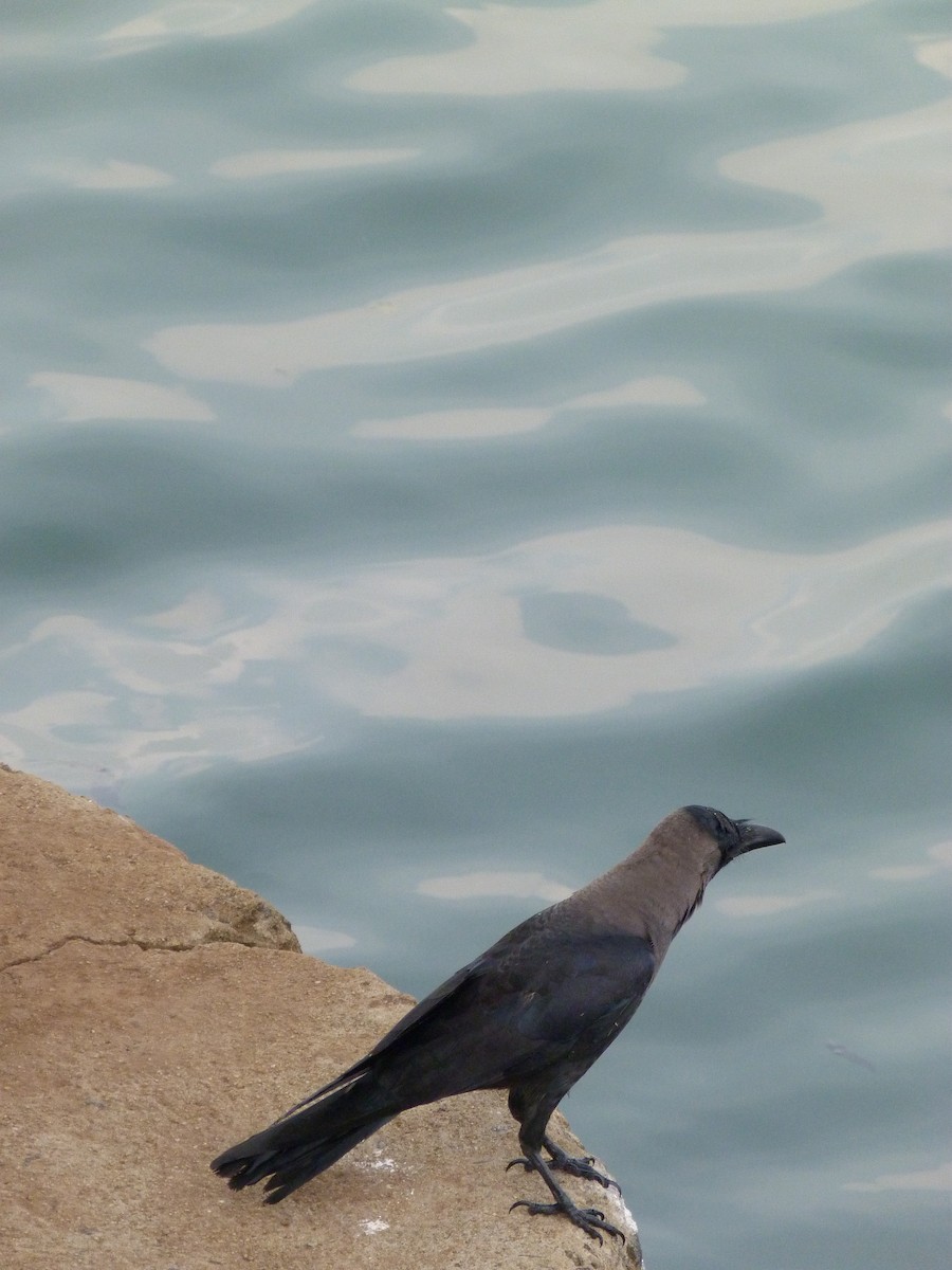 House Crow - ML23932611