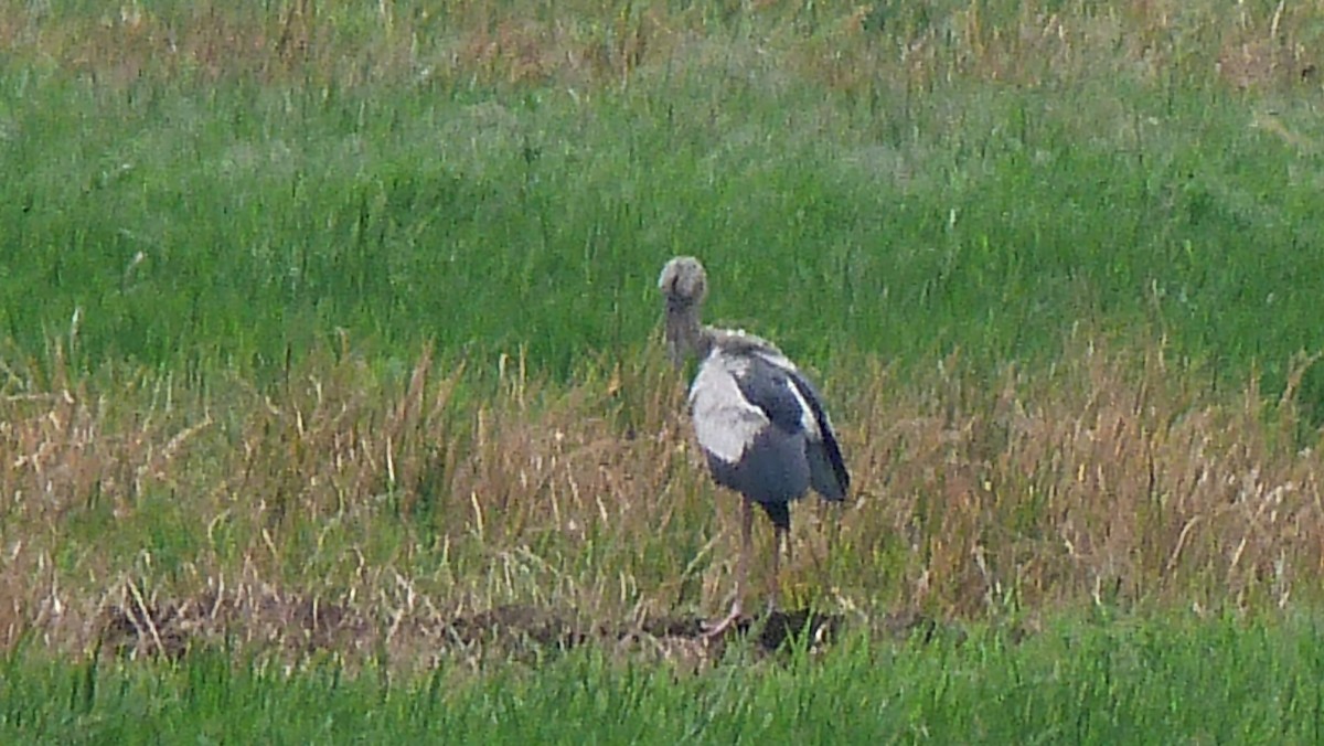 Asian Openbill - ML23932691
