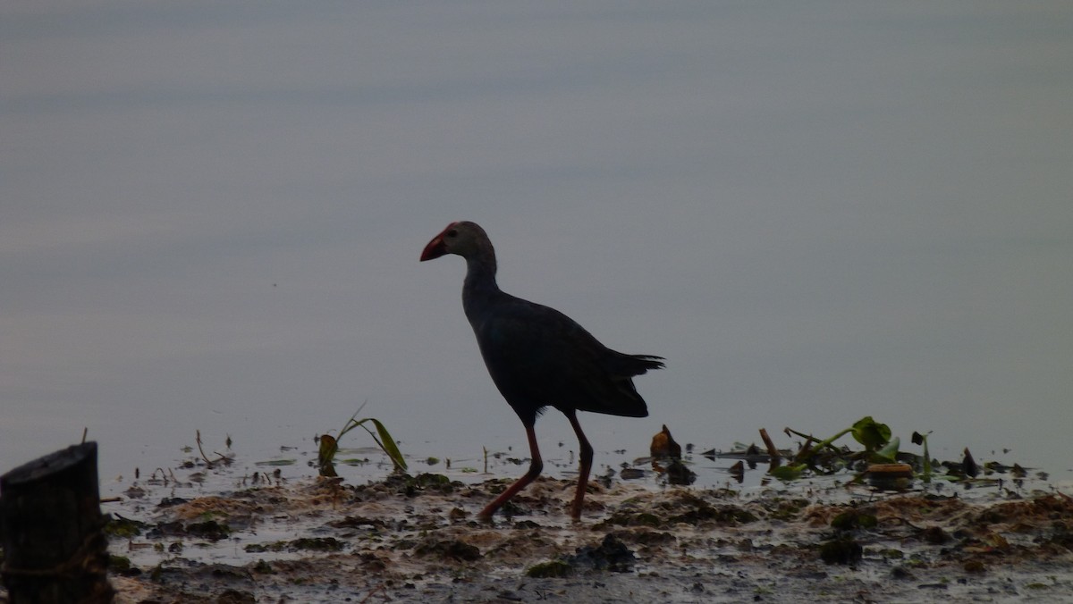 Gray-headed Swamphen - ML23932721