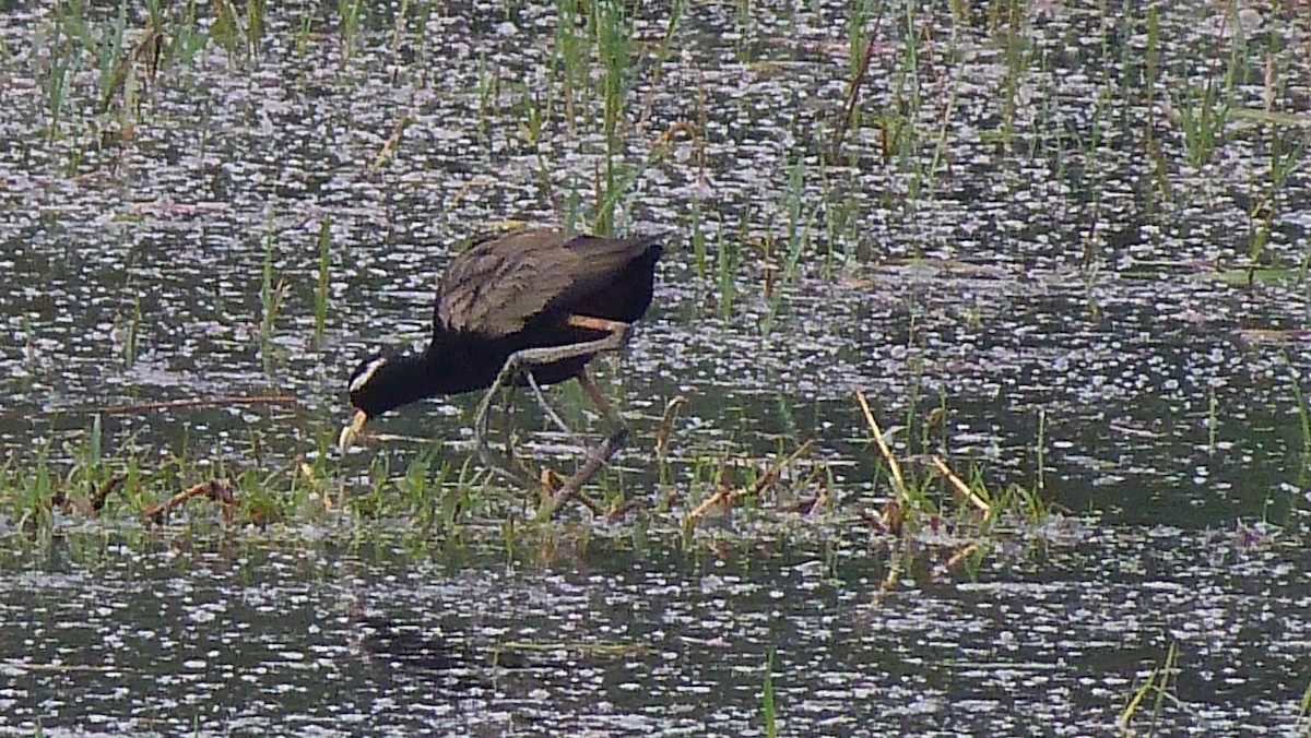Bronze-winged Jacana - ML23932851