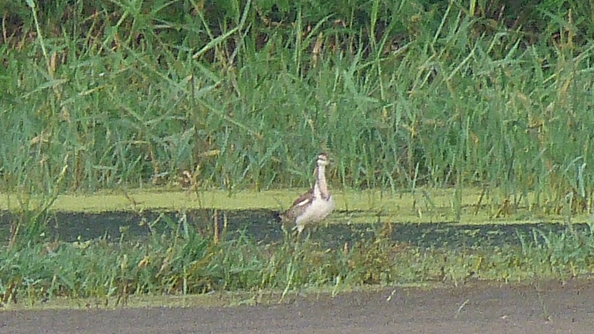 Pheasant-tailed Jacana - ML23932921