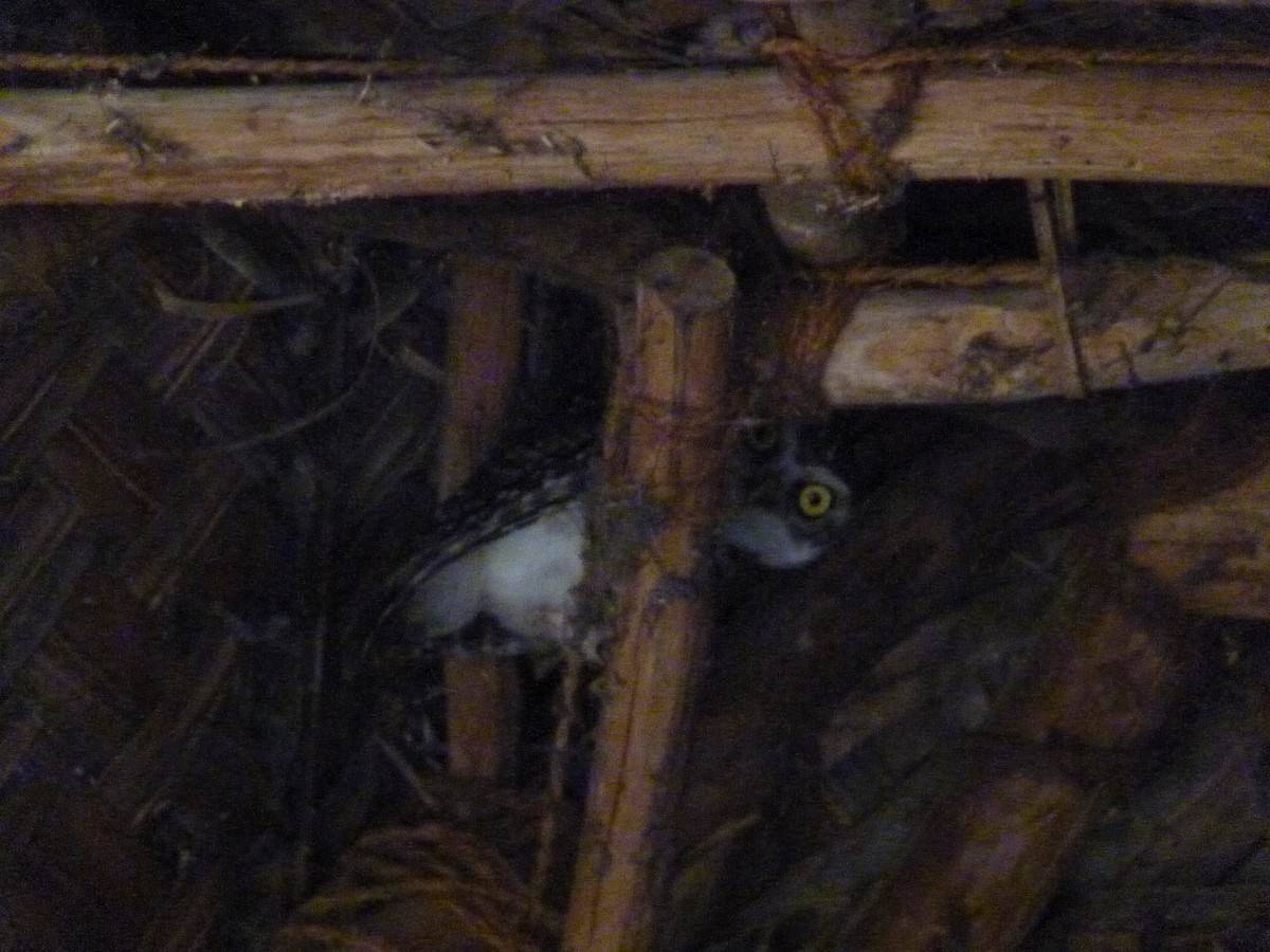 Spotted Owlet - ML23932961