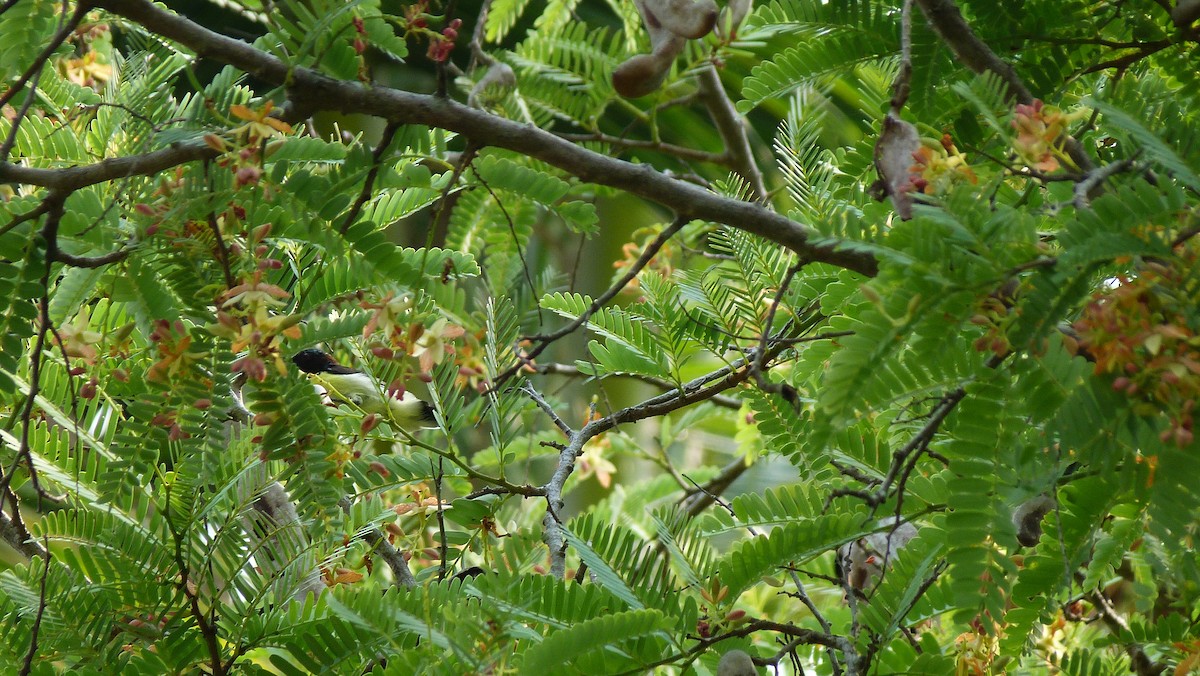Purple-rumped Sunbird - ML23933021
