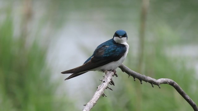 Tree Swallow - ML239330401