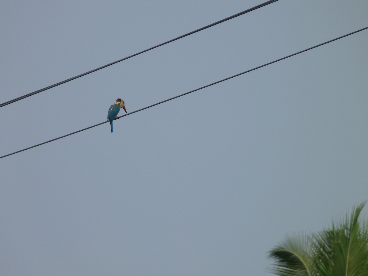 Stork-billed Kingfisher - ML23933071