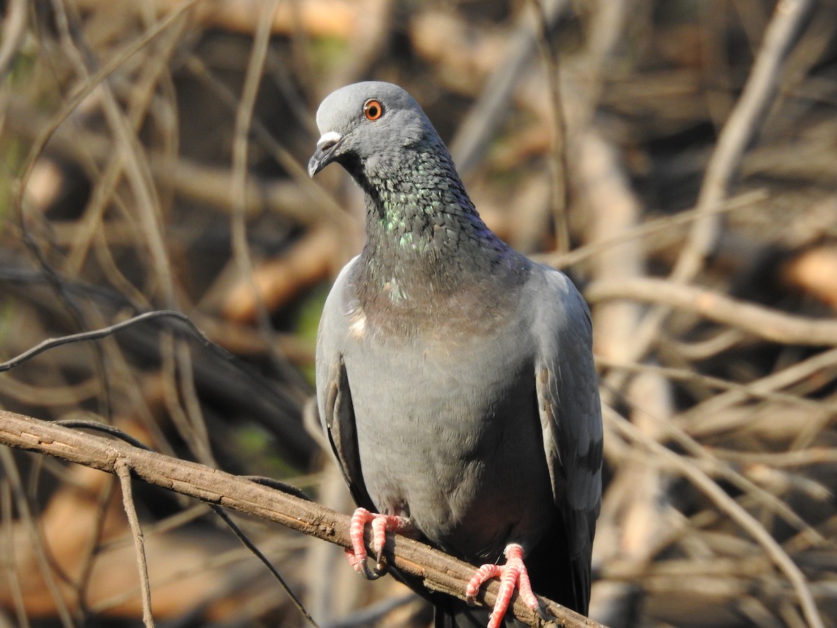 Rock Pigeon (Feral Pigeon) - ML239331051