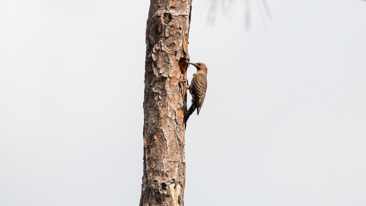 Northern Flicker (Yellow-shafted) - ML239335681