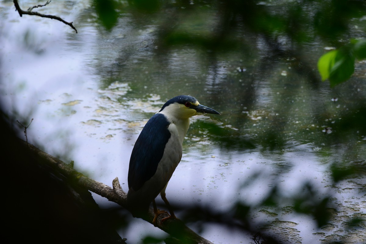 Black-crowned Night Heron - ML239336911