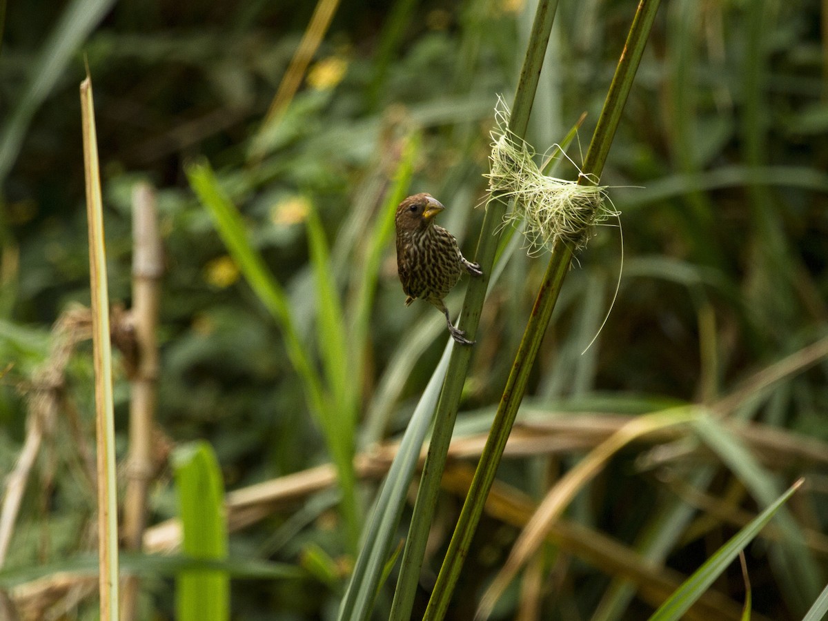 Grosbeak Weaver - ML23934041