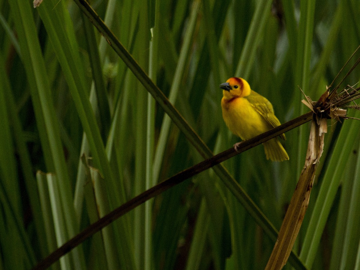 Taveta Golden-Weaver - ML23934061