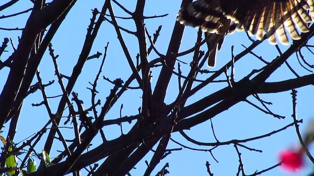Roadside Hawk (Southern) - ML239341101